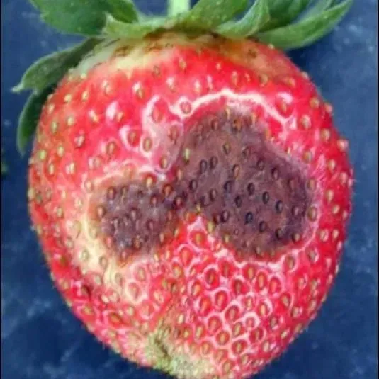 thumbnail for publication: Anthracnose Fruit Rot of Strawberry